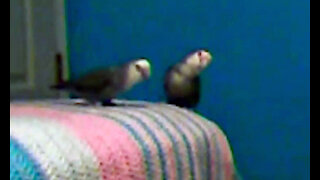 IECV PBV #02 | 👀 Kiwi And Daisy Out On The Bed Playing 🐥🐥11-2-2013