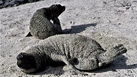 Baby sea lion adorably cries for his mother's return