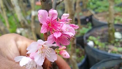 frutíferas produzindo em vaso lichia Nectarina pessego dovialis doce cerejeira cítrica pitanga preta