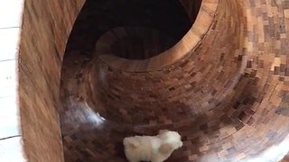 Adorable Little Puppy Enjoys Indoor Slide
