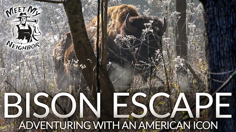 BISON ESCAPE | Up Close and Personal with an American Icon