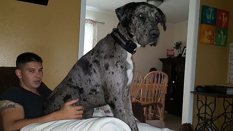 Great Dane, 11 months old nursing on blanket