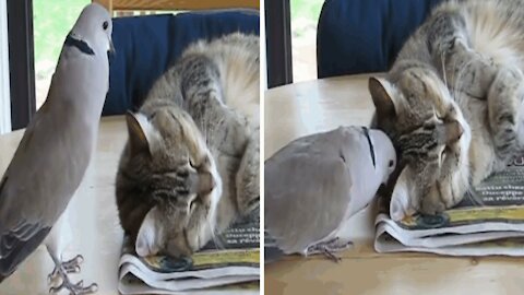 Cat annoyed by the teasing of a dove