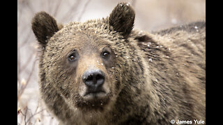 Wyoming Grizzly Bears May 5th and 6th 2020