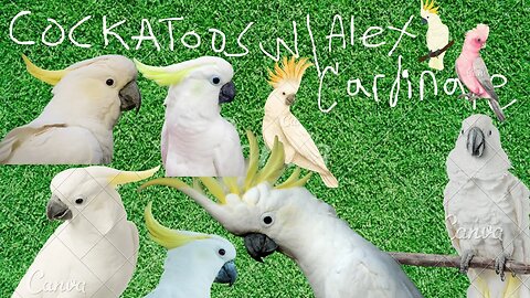 Cockatoos W/ Alex Cardinale