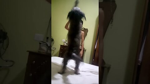 #podel #dog #doglover #shortvideo