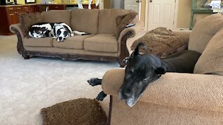 Great Danes Like To Be Comfy While Squirrel Watching
