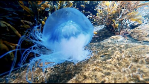 JELLYFISH in the SEA