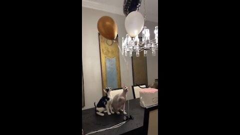 Kitty Cat Balloon Party Is The Best Party Ever