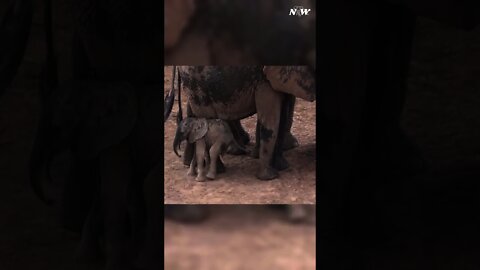 Just like a child, it’s so cute | Baby Elephant Video | Nature and Wildlife