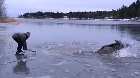 Moose Trapped In Frozen Lake