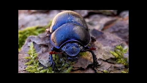 Dung beetle on its way home | World of tiny animals |