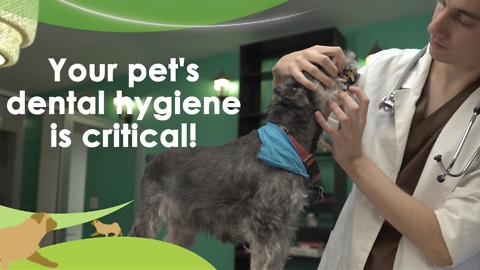 Your pet's dental hygiene is critical!