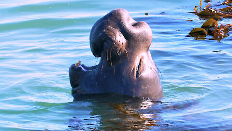 Check Out Vandenberg's Tagging of Elephant Seals!