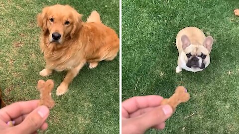 French Bulldog hilariously struggles to catch tasty treat