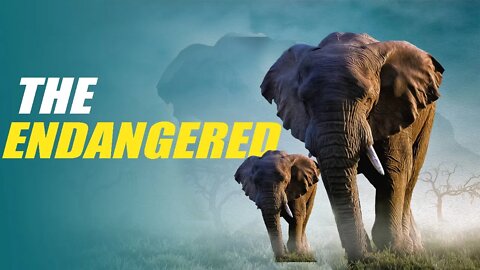 THE ENDANGERED ANIMAL: ELEPHANTS |AFRICA| |ASIA| |ANIMAL| |NATIONAL GEOGRAPHY|
