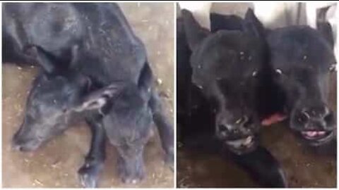 Búfalo mutante com duas cabeças nasce no Paquistão
