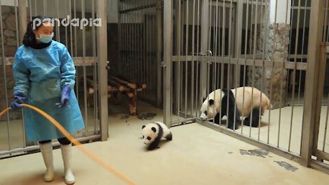 Panda keeper gives the baby cub back to his mum | Bayzid Point