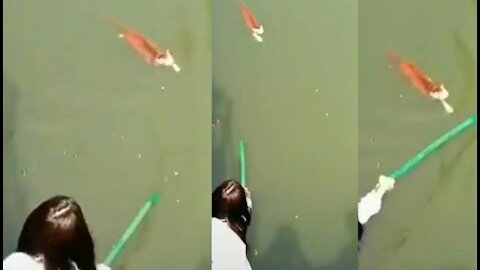 cat rescue in the river