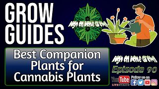 Best Companion Plants to Grow with Cannabis Plants | Cannabis Grow Guides Episode 90