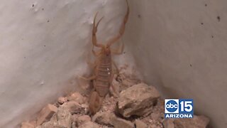 Scorpion Repel and Pest Control can help you keep scorpions and bugs OUT of your home