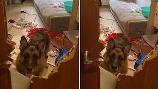 Naughty German Shepherd Chews Massive Hole In Door