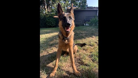 German Shepard Goes Crazy With Garden Hose