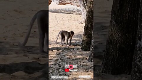 Beach Monkeys Thailand #travelblogger #lifestyleblogger #thailandbeaches #monkeys #carloselysee