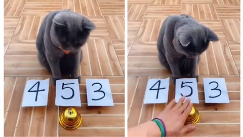 Clever cat adorably plays after ringing to touch the paper from left to right