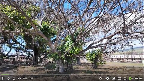 Maui Fire Update: Lahaina Banyan Tree Update March 28.2024