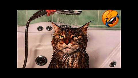 New Funny Animals Video 2023 | Funniest Cats and Dogs Videos | New Funny Video Of Cat And Dogs