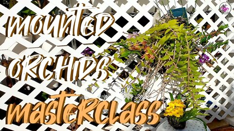 Orchids & Mounts | How to Care for Mounts | Variables & so much more!! 👍🏼 #ninjaorchids 🥷🏼🌸