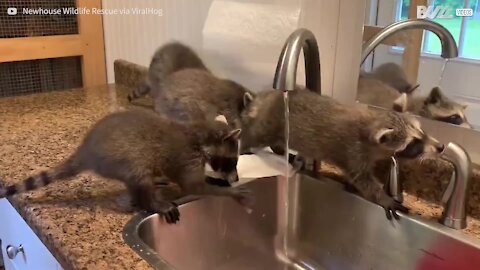 Même les ratons laveurs se lavent les mains !
