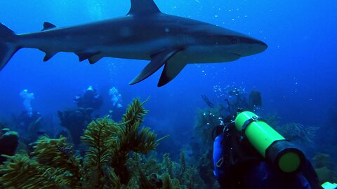 Agitated sharks grapple over speared invasive lion fish