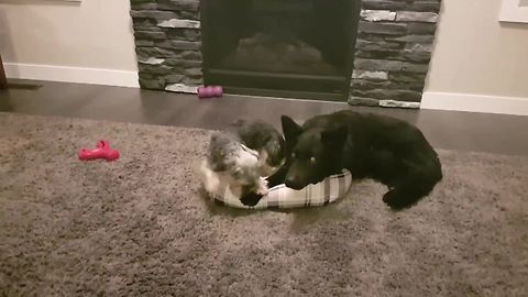 Big Dog Would Much Rather Sleep In Little Sister's Bed