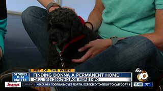 Pet of the Week: Donna