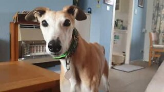 Greyhound barks silently to get attention