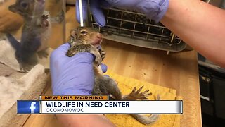 Oconomowoc Wildlife Center works to help animals in need