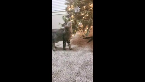 Christmas Cat