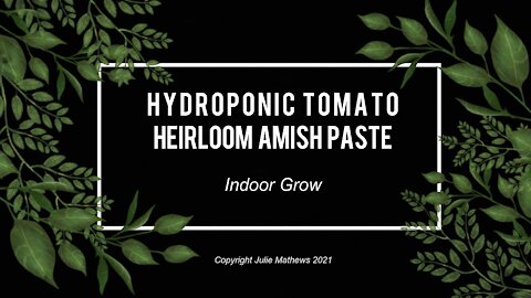 Indoor Hydroponic Amish Paste Heirloom Tomato