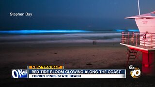 Red Tide Bloom Glowing Along the Coast