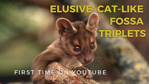 ELLUSIVE CAT LIKE FOSSA TRIPLETS | MADAGASCAR