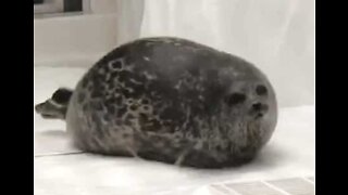 Foca obesa saltita em aquário no Japão