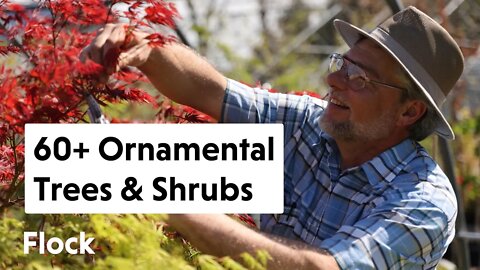 60+ Rare ORNAMENTAL TREES & SHRUBS Tour with Coldwater Pond Nursery — Ep. 095