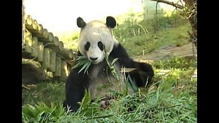 Giant Pandas Fall In Love