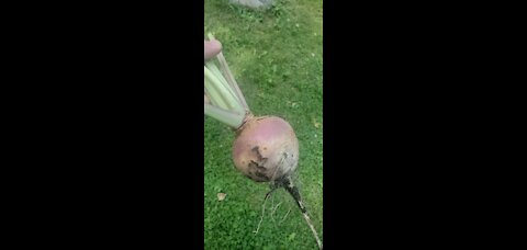 Turnip Harvest is In !!