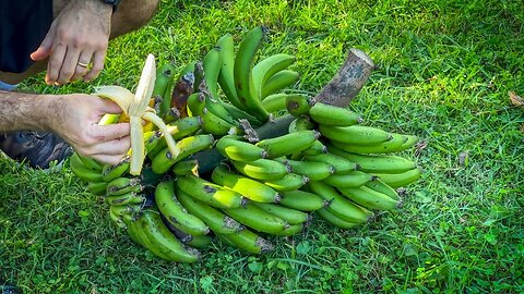 A bunch of Dwarf Cavendish bananas