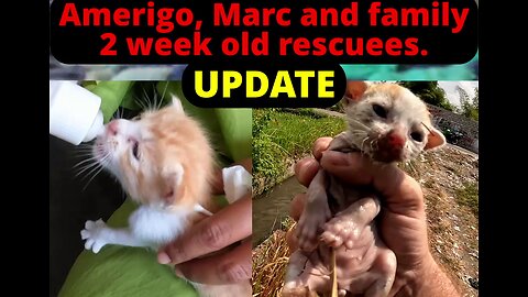 2 week old kittens rescued UPDATE Amerigo and INTRODUCING MARC
