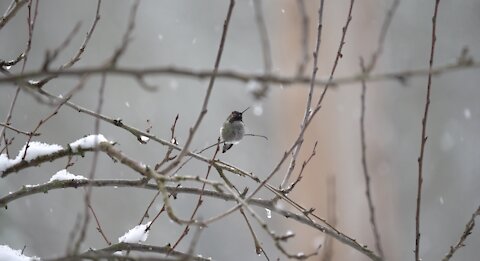 Hummingbird in snowfall