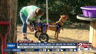 Helping animals after cases of abuse or cruelty